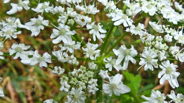 white flowers, happy, SwittersB
