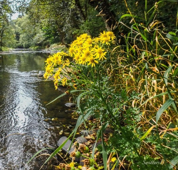 bright-light-flowers-SwittersB