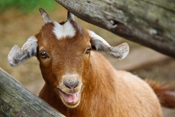 baby-goat-oregon-swittersb