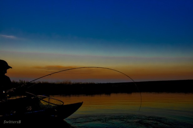 bent-rod-dusk-swittersb