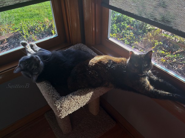 cats-co-exist-pets-swittersb