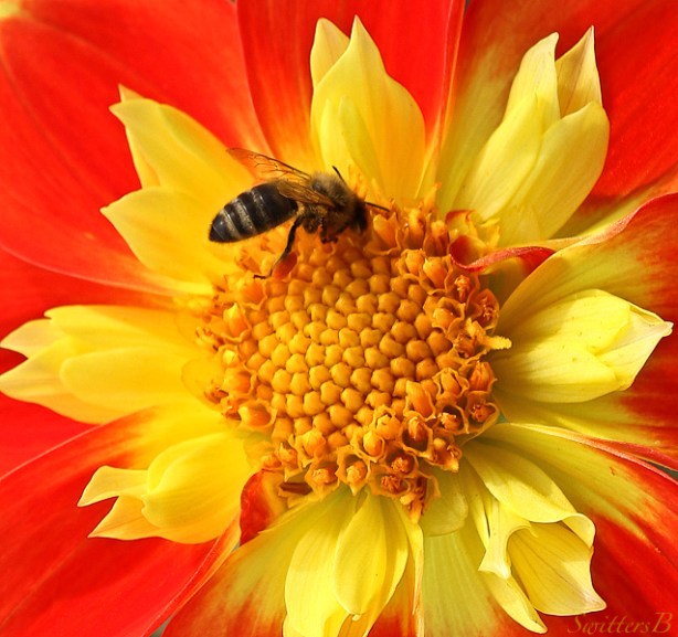 dahlia-bee-flower-swittersb