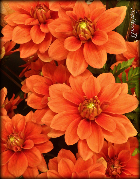 dahlias, garden, Oregon, SwittersB