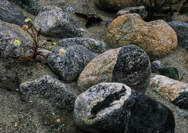 desert-black-white-rocks-swittersb