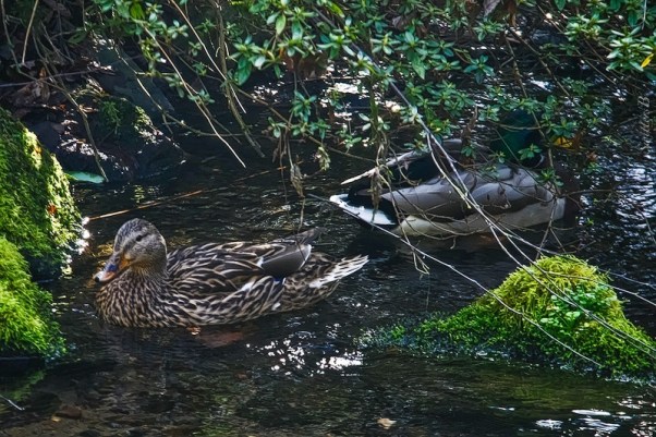ducks-mallards-pond-swittersb