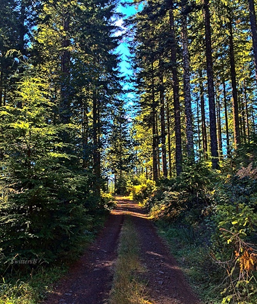 forest-road-oregon-coast-range-swittersb
