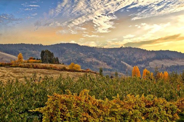 horizon-hood-river-swittersb