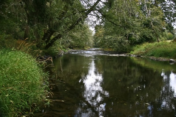 river-leaning-trees-oregon-coast-swittersb