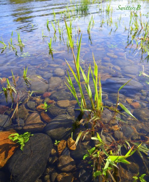 shallows-shoreline-river-oregon-swittersb
