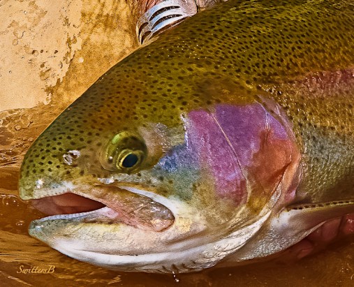 stillwater-trout-oregon-swittersb-evan-muncy