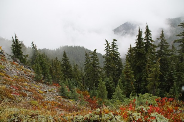 timberline-red-foliage-bull-of-the-woods-swittersb