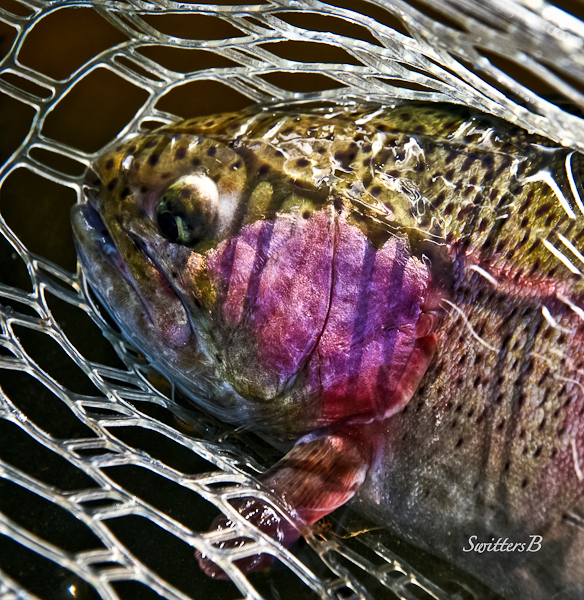 trout-net-colors-swittersb