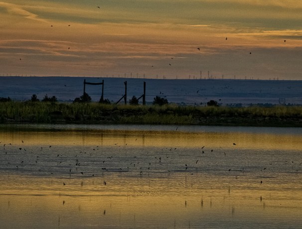 birds-feeding-insects-Oregon-SwittersB
