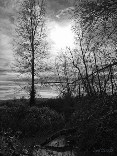 bare-trees-sauvie-island-swittersb