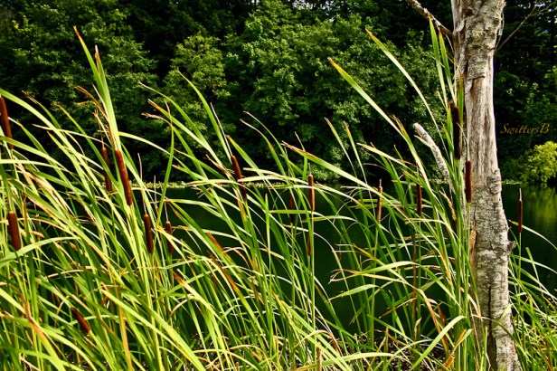 cattails-oregon-lake-swittersb