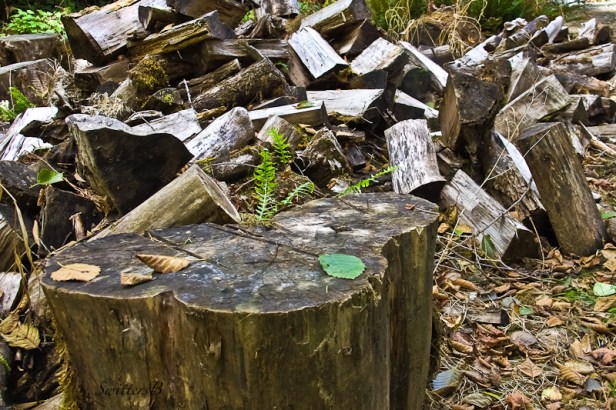 chopping-block-wood-swittersb