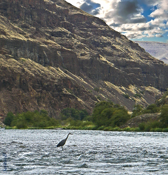 crane-deschutes-river-oregon-swittersb