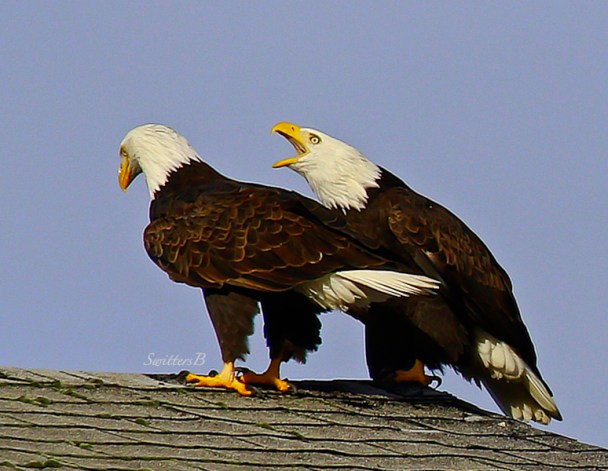 eagles-birds-oregon-swittersb