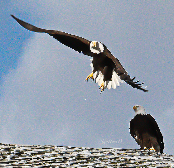 eagles-pair-oregon-swittersb