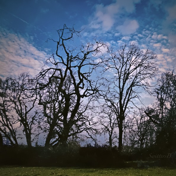 oak-trees-backlit-sauvie-island-swittersb