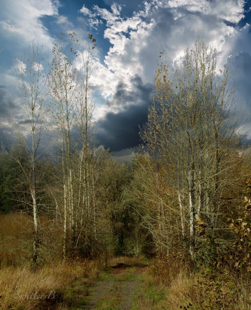 old-road-woods-brooding-clouds-swittersb