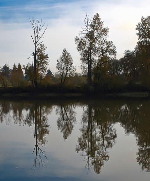 trees-x-reflections-multnomah-channel-swittersb