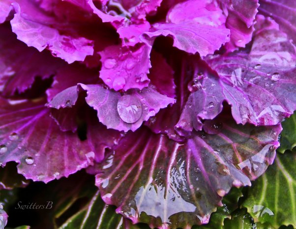 cabbage-water-drops-winter-swittersb