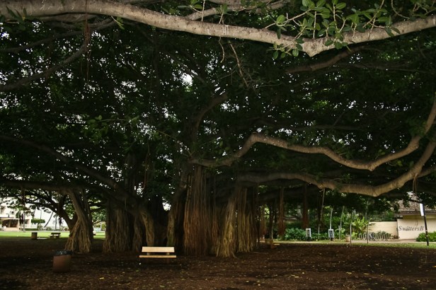 hawaii-oahu-tree-swittersb