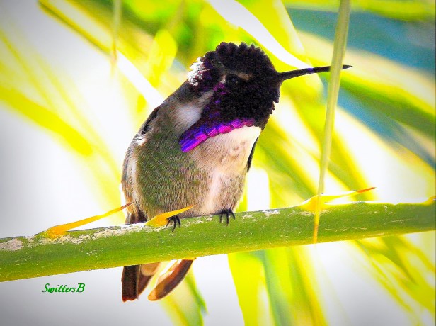 a-hummingbird-palm-branch-swittersb