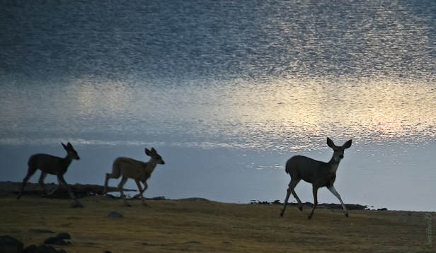 deer-lake-dawn-swittersb