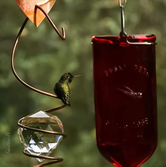 humming-bird-feeder-swittersb