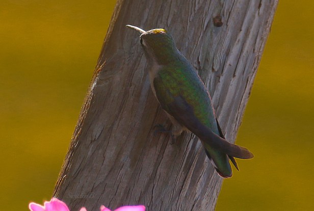 hummingbird-peeking-swittersb