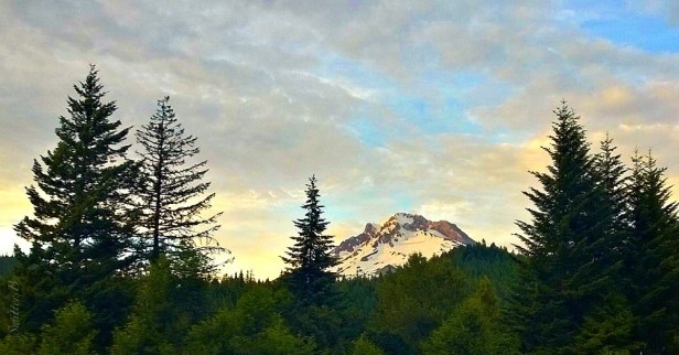 mountain-trees-swittersb-oregon
