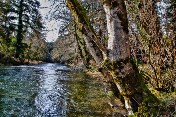 Salmon River-Oregon Coast-SwittersB.jpg