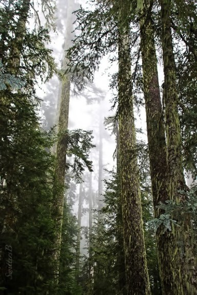 tall-trees-cascades-oregon-swittersb-2