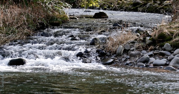 tributary-bear-creek-salmon-r-swittersb