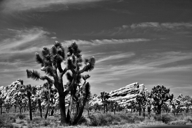 desert-joshua-tree-swittersb