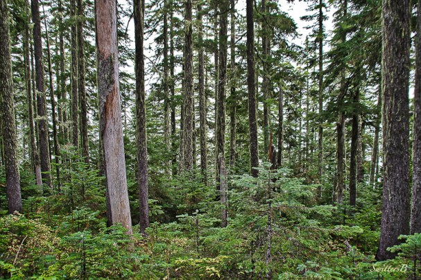 forest-trees-cascades-swittersb