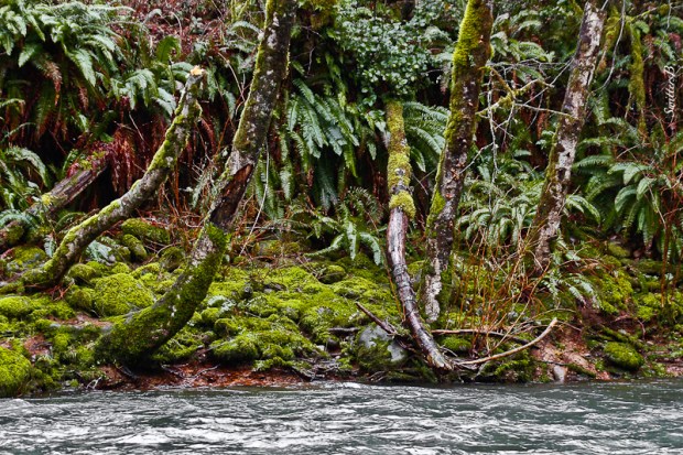 river-shoreline-wet-oregon-swittersb