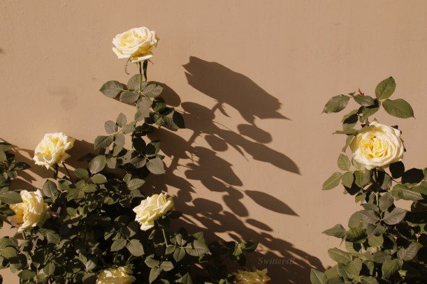 rose-shadow-winter-swittersb