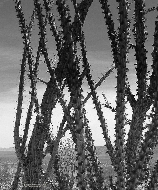 cactus-mojave-desert-SwittersB.jpg