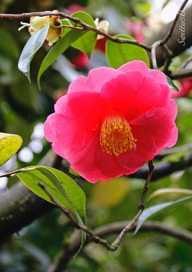 camellia flower-chinese garden-portland-SwittersB
