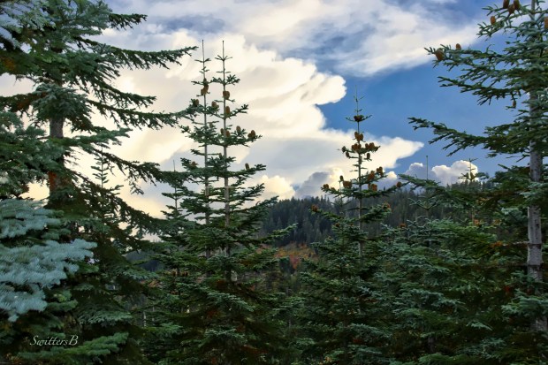 Cascades Mountains-trees-clouds-SwittersB