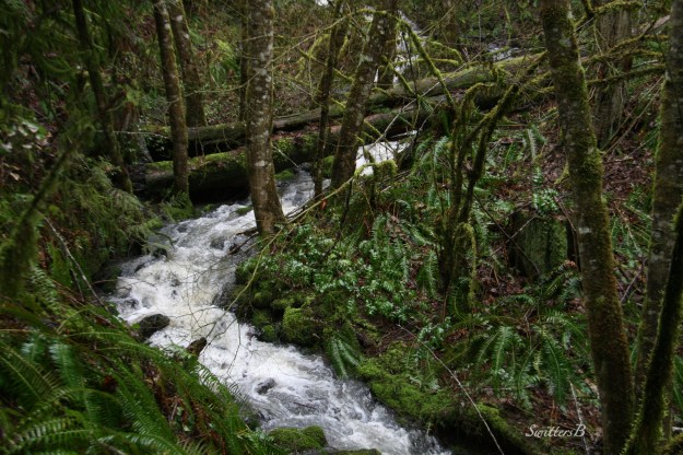 Creek-Tualatin Mountains-Oregon-SwittersB