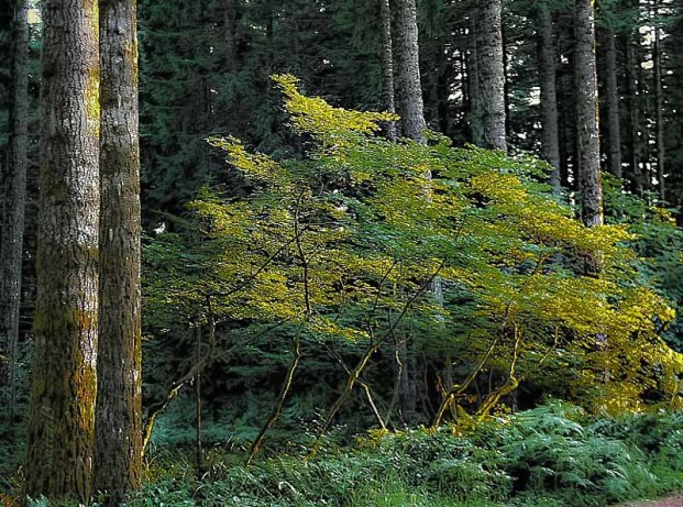 forest-photography-vine maple-Oregon-SwittersB