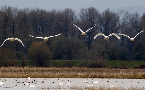 Geese flying-Oregon-SwittersB