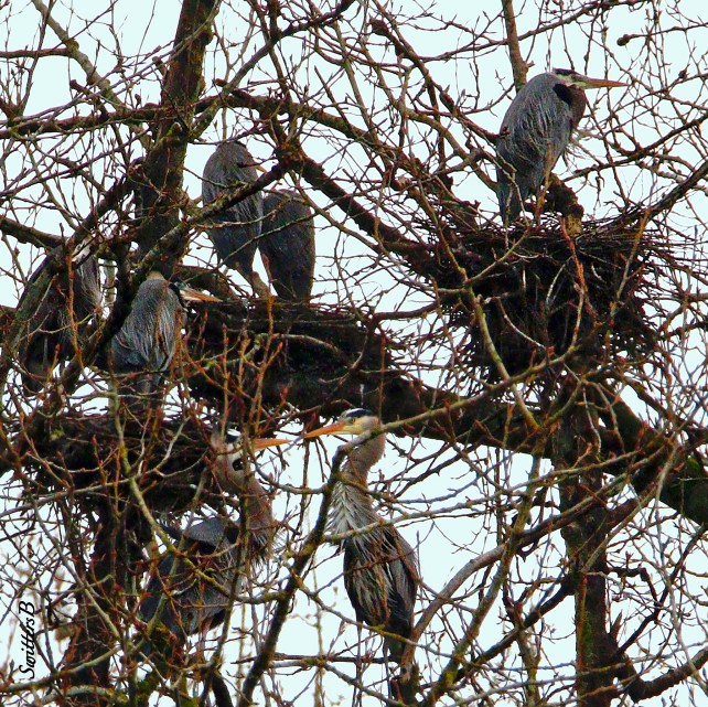 Heron-Rookery-Sauvie Island-SwittersB