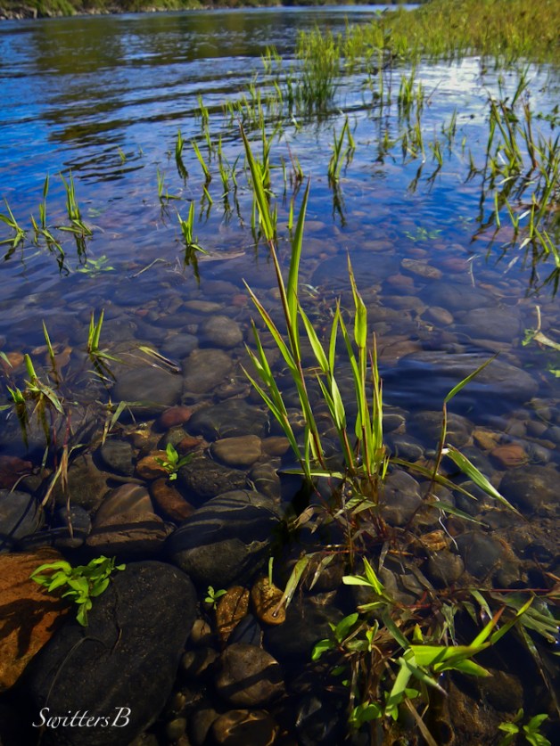 river+rocks-grass-McKenzie R.-Oregon-SwittersB