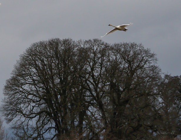snow goose-oak trees-Sauvie Is.-SwittersB