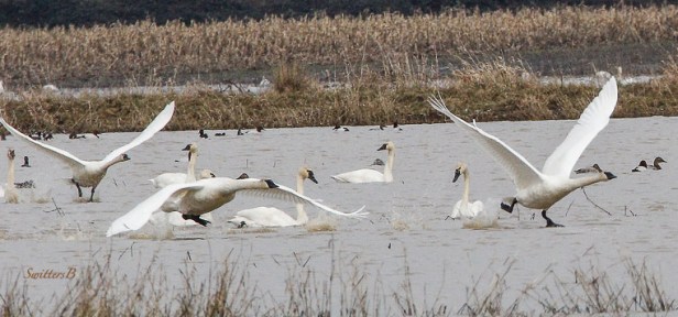 tundra swans-lift off-Sauvie Island-SwittersB
